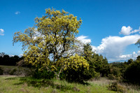 Oak with New Leaves