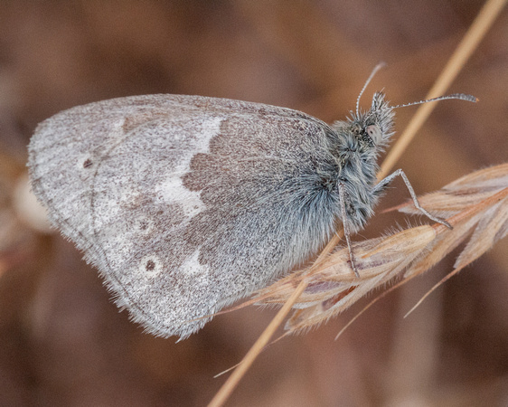 Common Ringlet Butterfly (Coenonympha Tullia)
