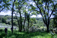 Jasper Ridge Woodland and Oak Savanna