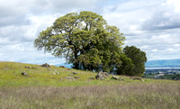 Jasper Ridge Blue Oaks (Quercus douglasii)