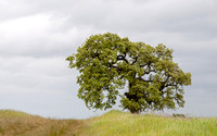 Lone Valley Oak (Quercus lobata) through the Seasons -- SOMETIMES with Mistletoe