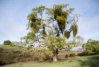 Valley Oak with Mistletoe on Road F