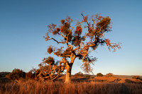 Dead Valley Oak Full of Mistletoe -- "Phainopepla Tree"