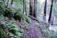 Jasper Ridge Ferns and Horsetail