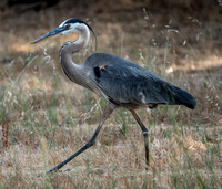 7/9/2022 Great Blue Heron at Dorothy Ford Park