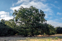 Great Blue Heron (Ardea herodias) beneath Heritage Valley Oaks (Quercus lobata)