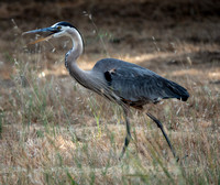 Great Blue Heron Calling Out