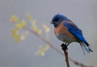 2/15/2021 Bluebird, Singing in the Rain