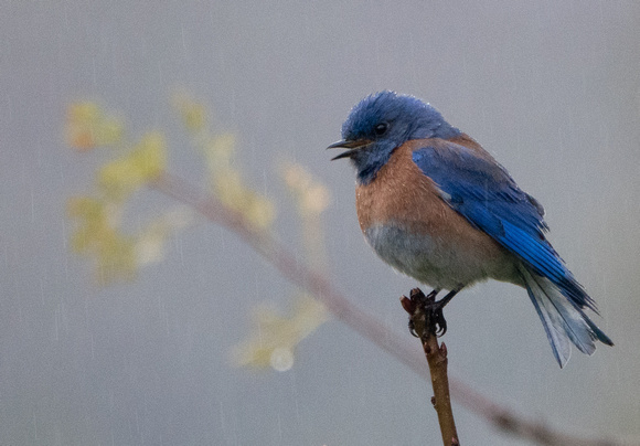 Male Western Bluebird (Sialia mexicana), Singing in the Rain (2)