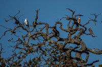 Three White-tailed Kites (Elanus leucurus)