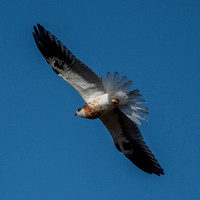Juvenile White-tailed Kite (Elanus leucurus) in Flight
