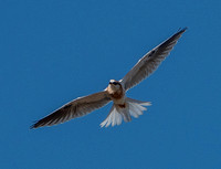 Juvenile White-tailed Kite (Elanus leucurus) in Flight