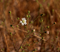 Hayfields Tarweed (Hemizonia congesta ssp. luzulifolia)