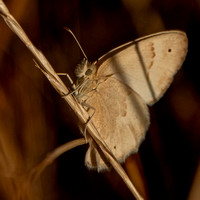 Hairstreak Butterfly (Satyrium spp.) (?)