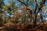 Californi Buckeye (Aesculus californica) in the Woods