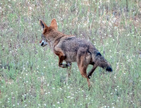 Coyote Hunts in Grassland