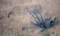 Three Coyotes Hunt in the Grassland