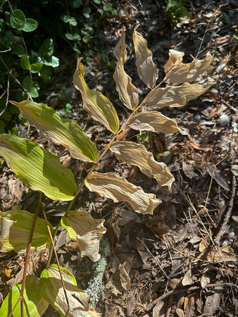 Drying Leaves of Slim Solomon (Maianthemum stellatum)