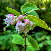 Flowers of Snowberry (Symphoricarpos ssp.)