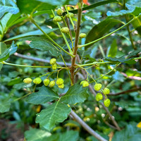Seeds of Poison Oak (Toxicodendron diversilobum)