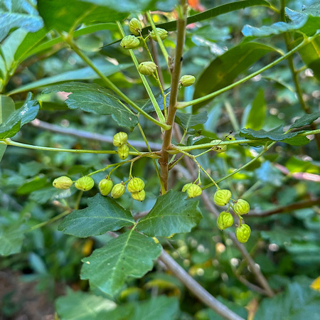 Seeds of Poison Oak (Toxicodendron diversilobum)