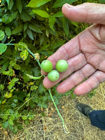 Seeds of Blue-witch Nightshade (Solanum umbelliferum)