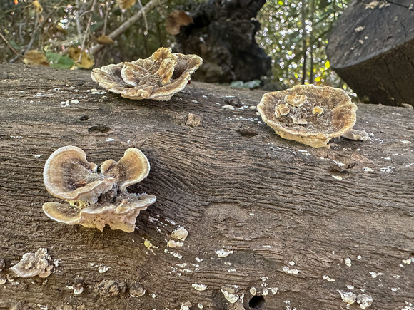 Fungus on Log