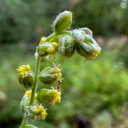 Insect on Mugwort (Artemisia douglasiana) Blossoms