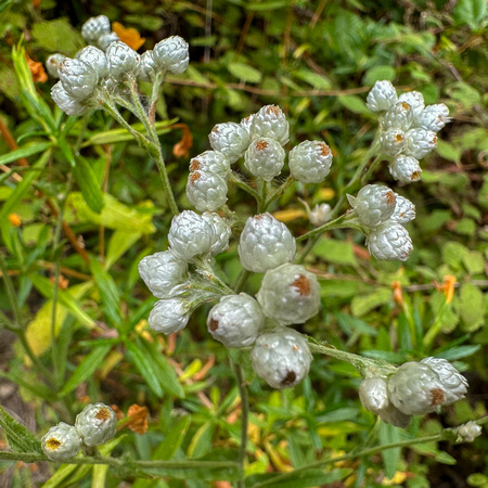 Green Everlasting (Pseudognaphalium californicum)