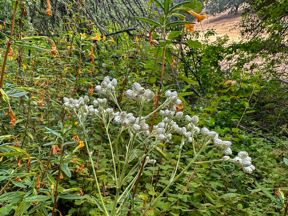 Green Everlasting (Pseudognaphalium californicum) and Sticky Monkeyflower (Mimulus aurantiacus var. aurantiacus)