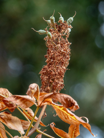 Drying Flower Spike of California Buckeye (Aesculus californica)