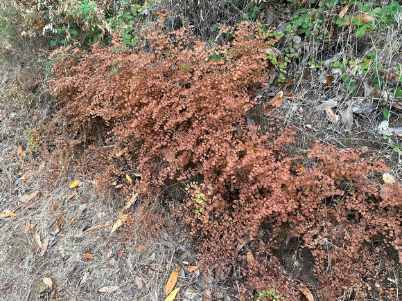 Dry California Maidenhair Fern (Adiiantum jordanii)