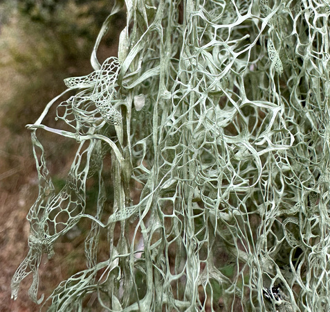 Thriving Lace Lichen (Ramalina menziesii)