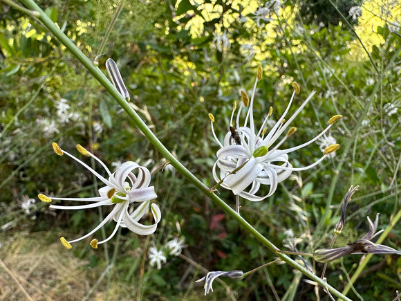 Soap Plant Blossoms (Chlorogallum pomeridianum var. pomeridanum) on Sweet Springs Trail