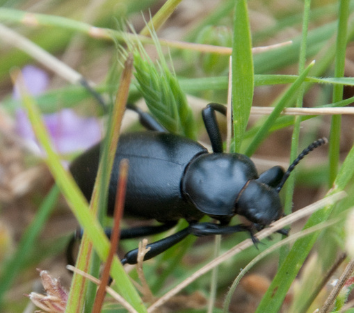 California Broad-necked Darkling Beetle (Coelocnemis californica)