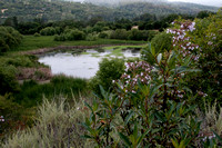 Yerba Santa (Eriodictyon californicum) in Bloom, Searsville Lake