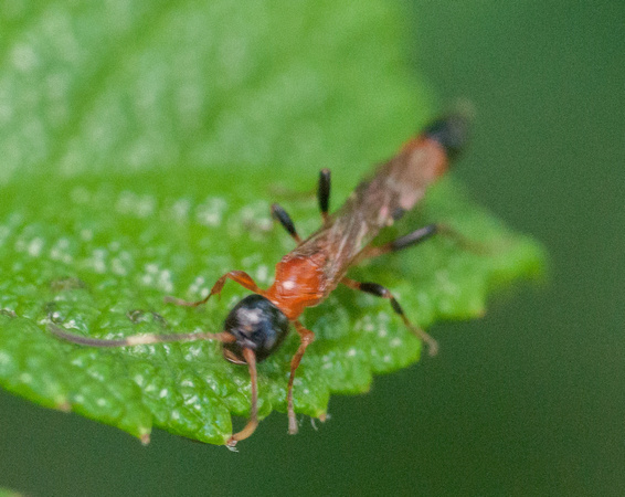 Insect on Rosebush