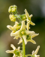 Flowers of California Man-Root (Marah fabacea)