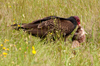 Turkey Vulture (Cathartes aura) with Fish