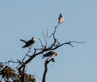 Three Kites