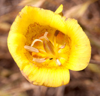Yellow Mariposa Lily (Calochortus luteus)