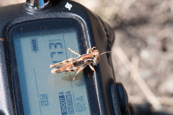 Grasshopper on Camera