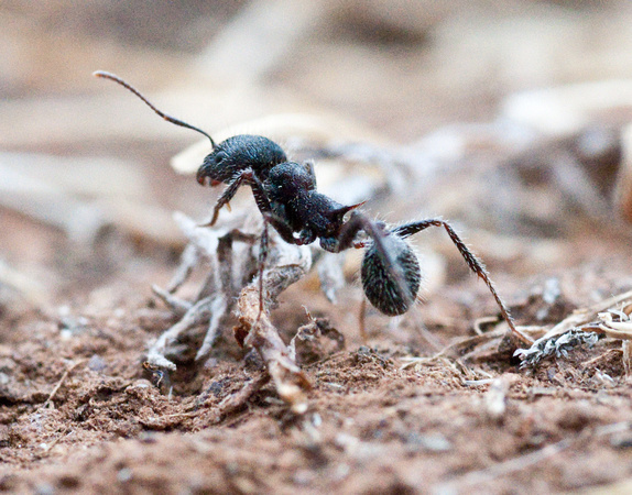 Harvester Ant (Messor andrei)