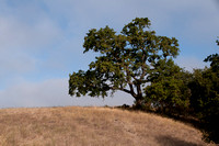 Coast Live Oak (Quercus agrifolia) with Toyon (Heteromeles arbutifolia)