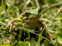 4/11/2024 Chorus Frog and Striped Coralroot: Springtime near Creek and Lake