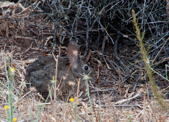 Brush Rabbit (Sylvilagus bachmani) at the Margin of the Chaparral