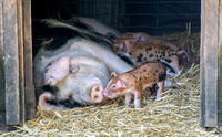 Sow with Spotted Piglets