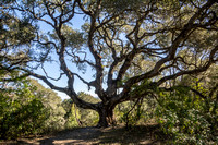 Coal Mine Ridge Trails Collection