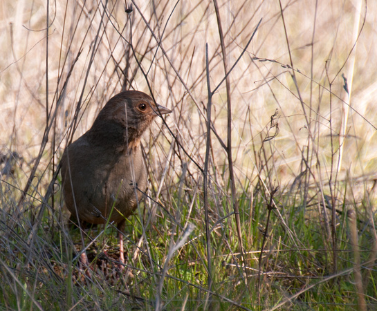 Bird (Towhee??)