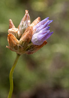 Blue Dicks (Dichelostemma capitatum ssp capitatum) Blossom